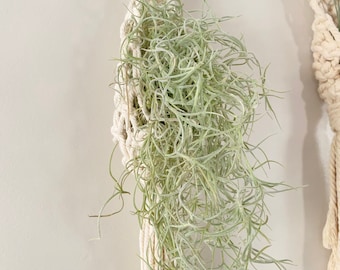 May include: A white macrame plant hanger with a green air plant hanging inside. The hanger is made of thick cotton rope and has a knotted design.