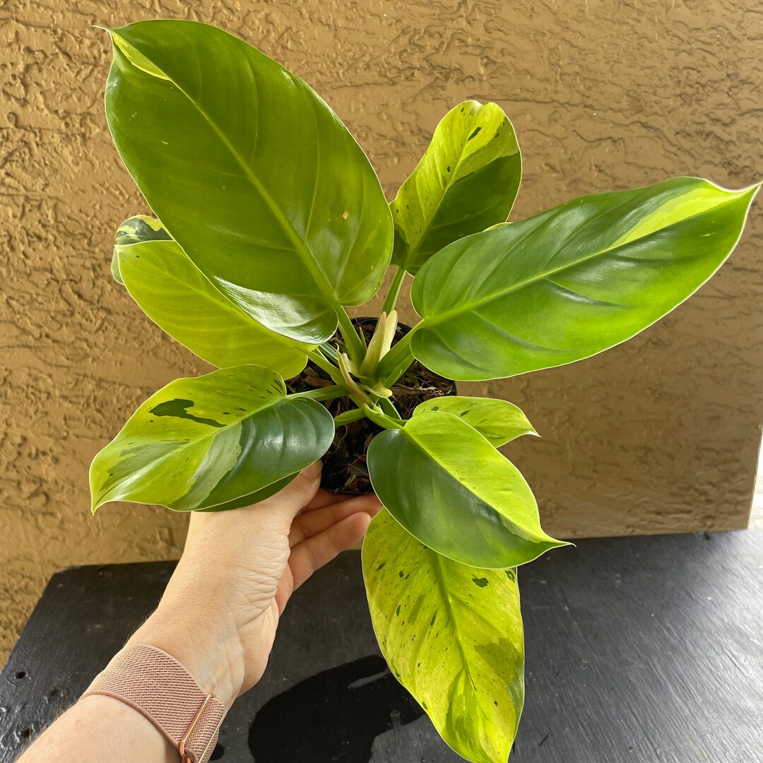 Variegated Philodendron Ruaysap Marble Rare Aroid Plant - Etsy