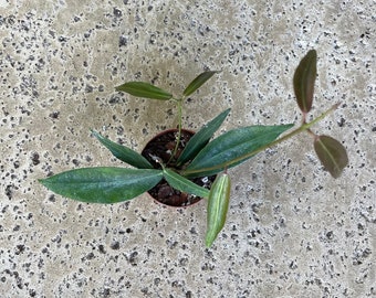 Hoya Globulifera Wax Plant - trailing plant