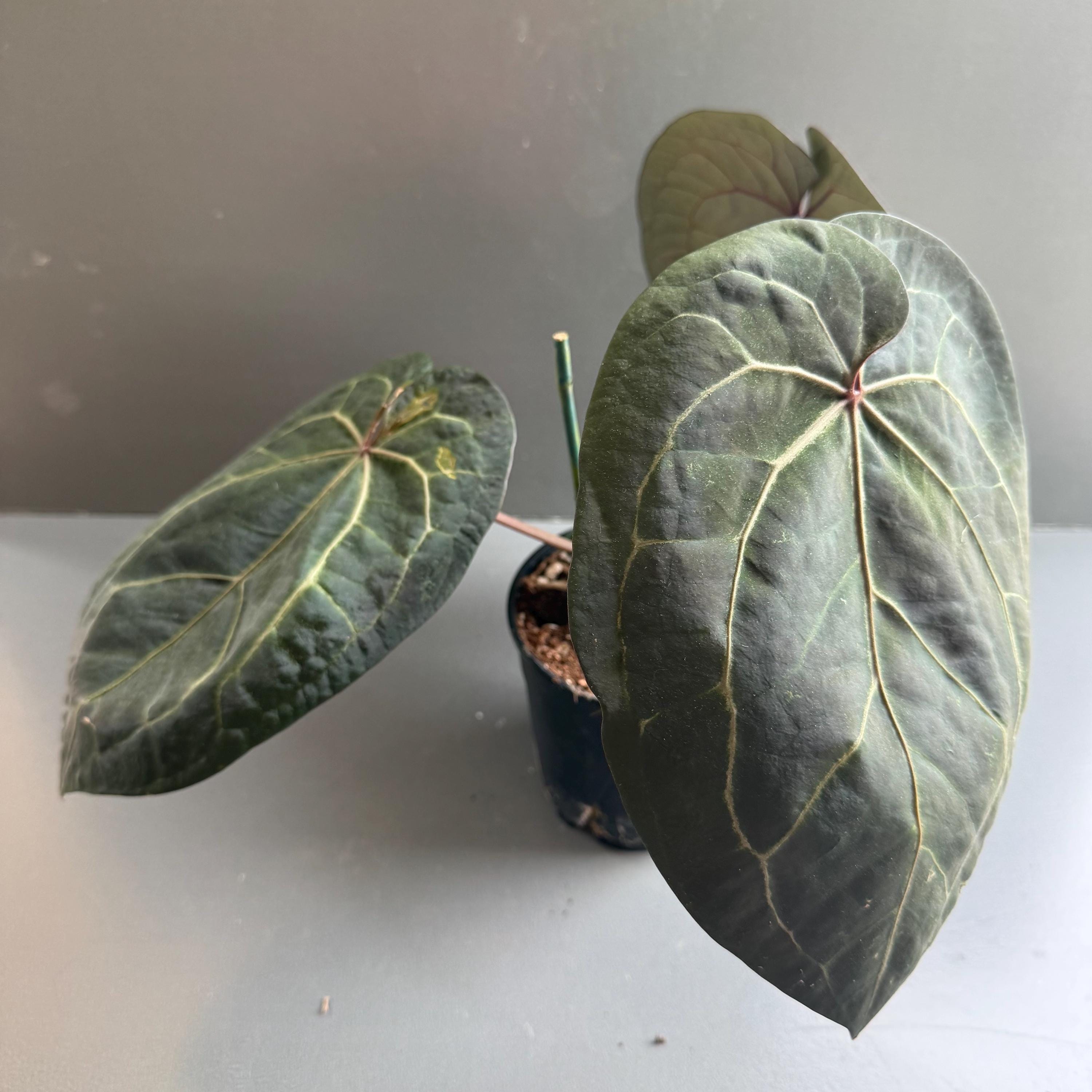 Anthurium Ace of Spades Tezula - Etsy