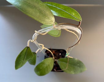 RARE Hoya Aceh Gomas House Plant