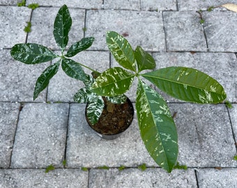 Variegated Money Tree Three Leaf Plant with New Growth