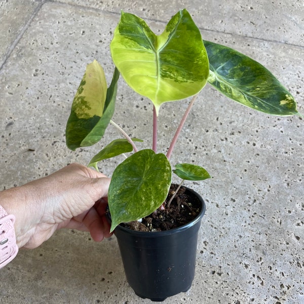 RARE Alocasia Pink Dragon Variegated - US Seller