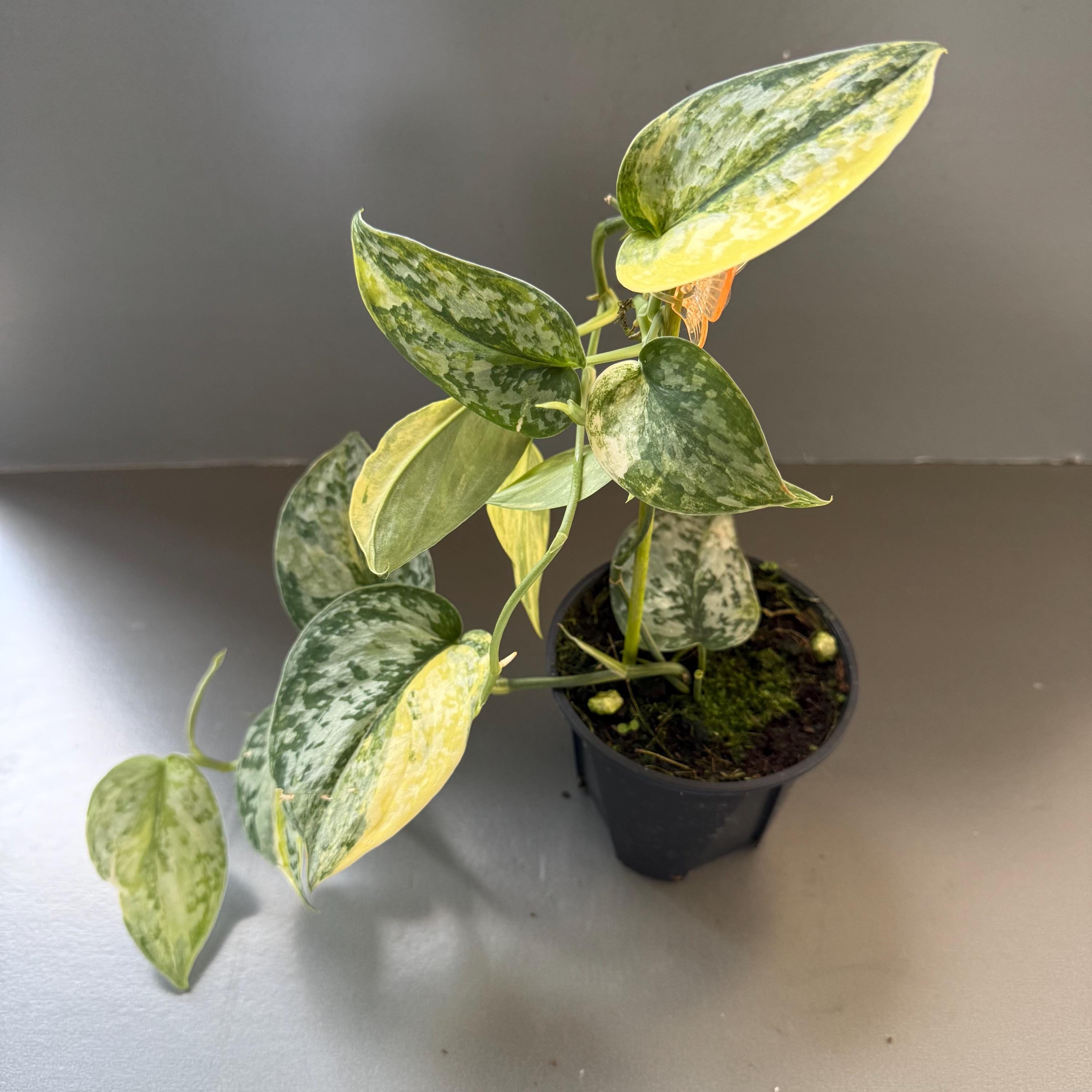 curled snake plant Dracaena zeylanica