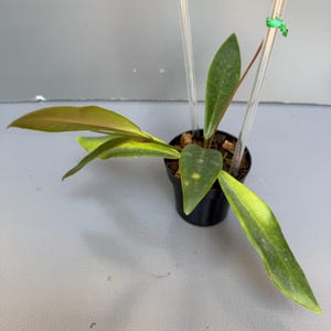 RARE Hoya Pulchra - Unusual Find - US Seller