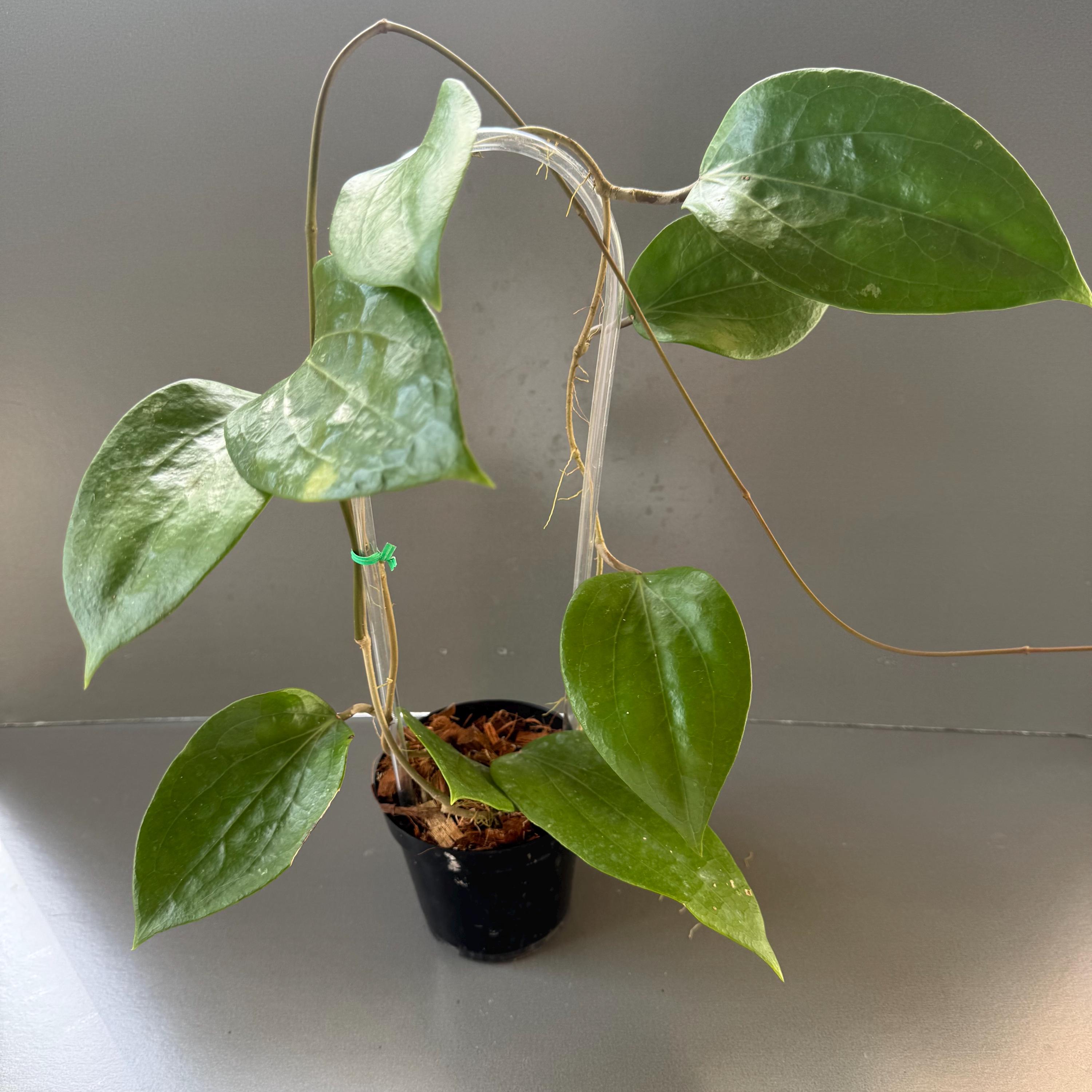 Hoya Glabra - Etsy
