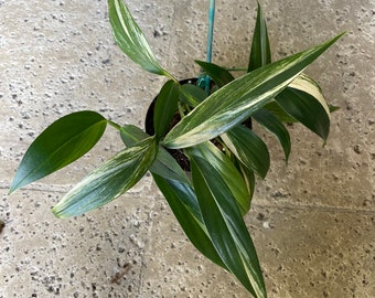 RARE Epipremnum Amplyssum Amplissimum Variegated Variegata Multi-Leaf Plant