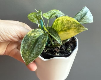 Scindapsus Sentarum - Etsy