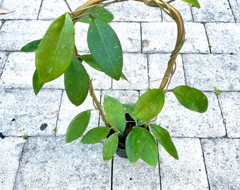 Hoya Tannaensis on wooden trellis large healthy hoya