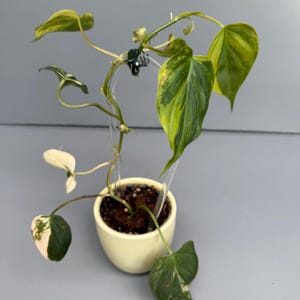 RARE Variegated Philodendron Micans Fuzzy Leaf House Plant