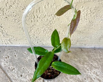 RARE Hoya Archboldiana - White Flower Variety