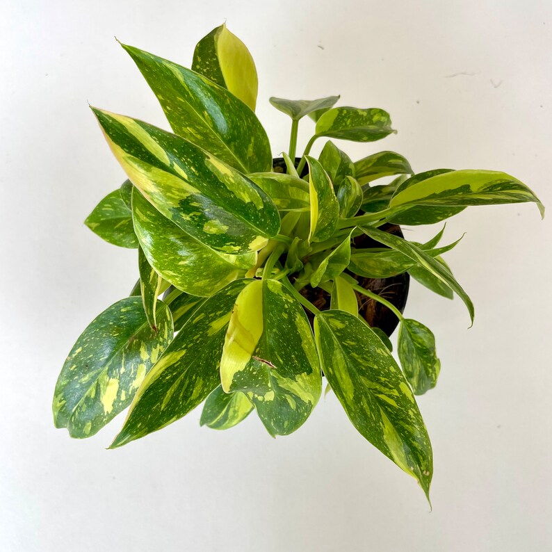 RARE Small Form Highly Variegated Philodendron Green Congo with half moon leaves image 1
