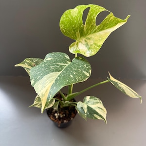 Half Moon Thai Con - Etsy