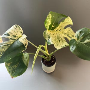 May include: A potted Monstera plant with large, variegated leaves. The leaves display a mix of dark green and creamy yellow patterns. The plant is in a light green pot, set against a gray background. The plant is a popular houseplant.