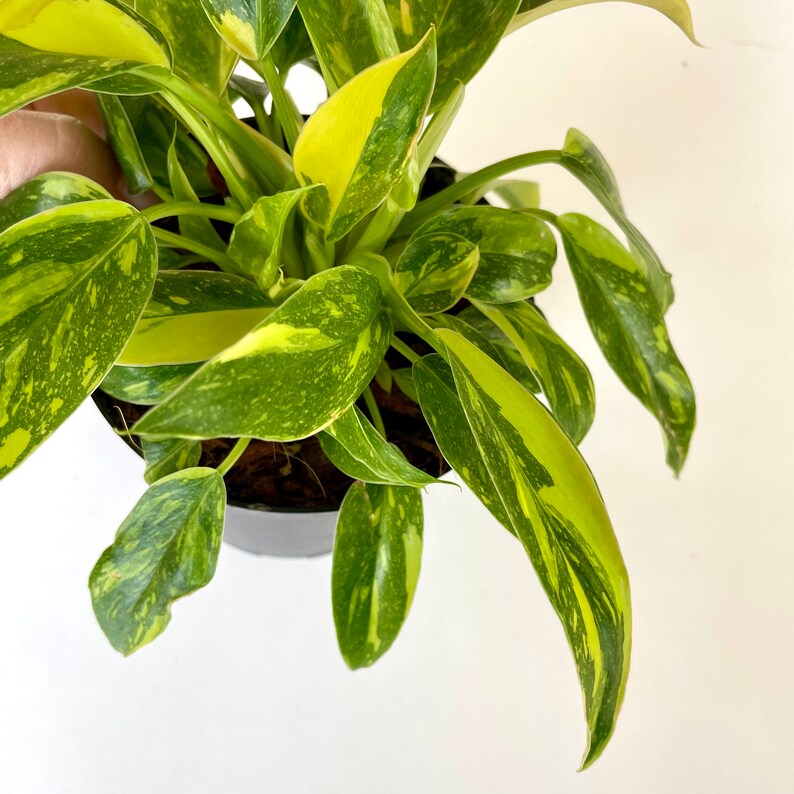 RARE Small Form Highly Variegated Philodendron Green Congo with half moon leaves image 4