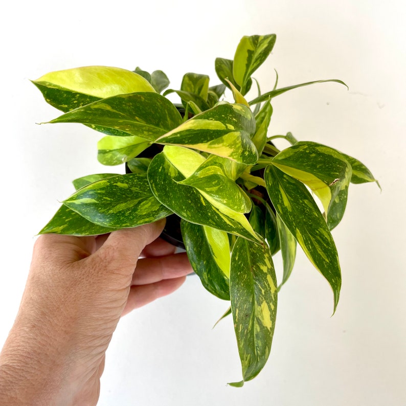 RARE Small Form Highly Variegated Philodendron Green Congo with half moon leaves image 2