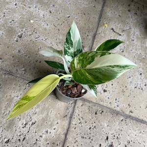 RARE Highly Variegated Philodendron Imperial Green Variegata - Etsy