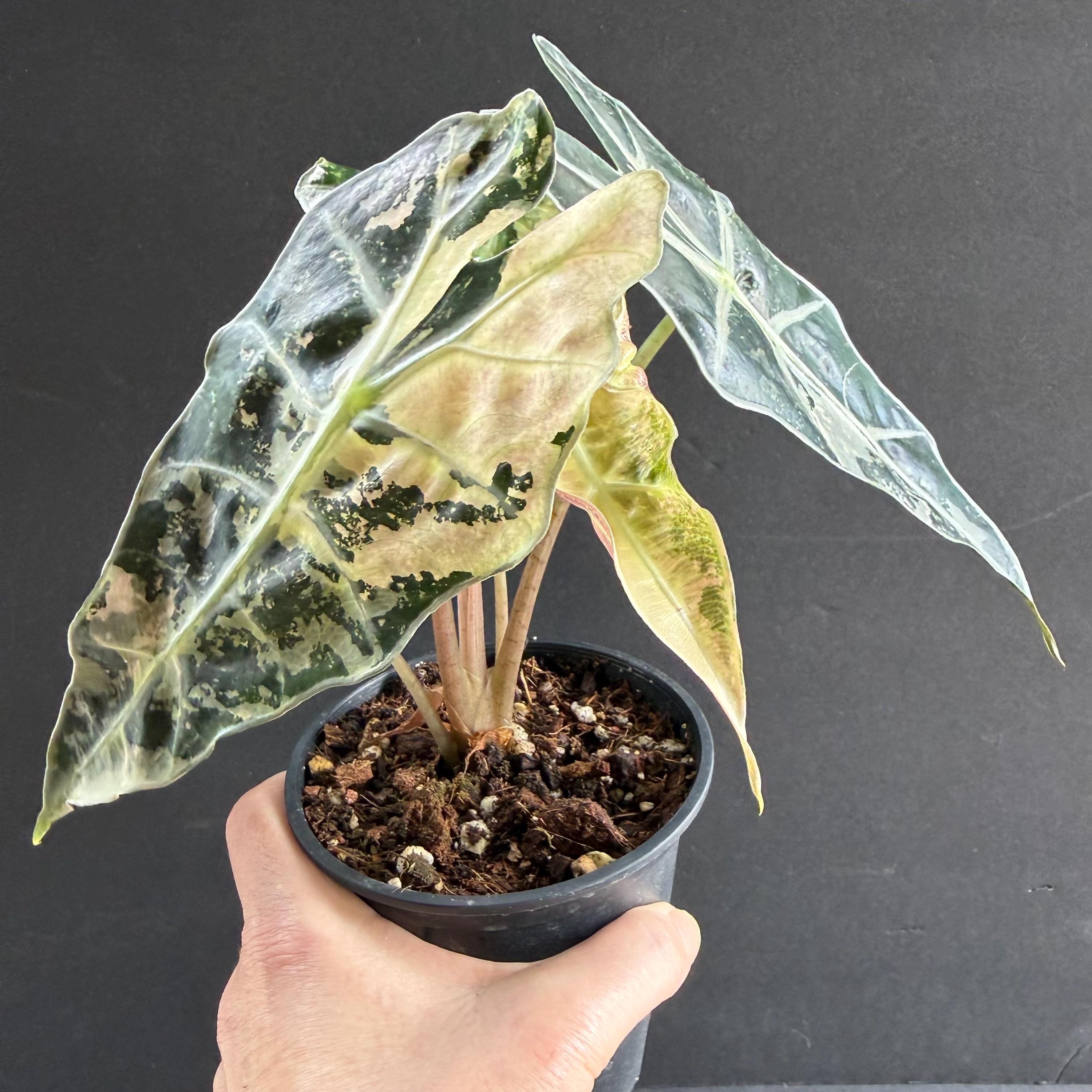 Alocasia Pink Ninja - Etsy