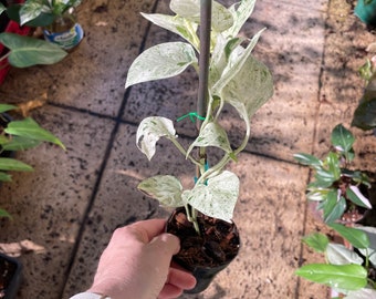 Epipremnum Pinnatum Marble Variegata highly variegated multi-leaf RARE Plant - US Seller