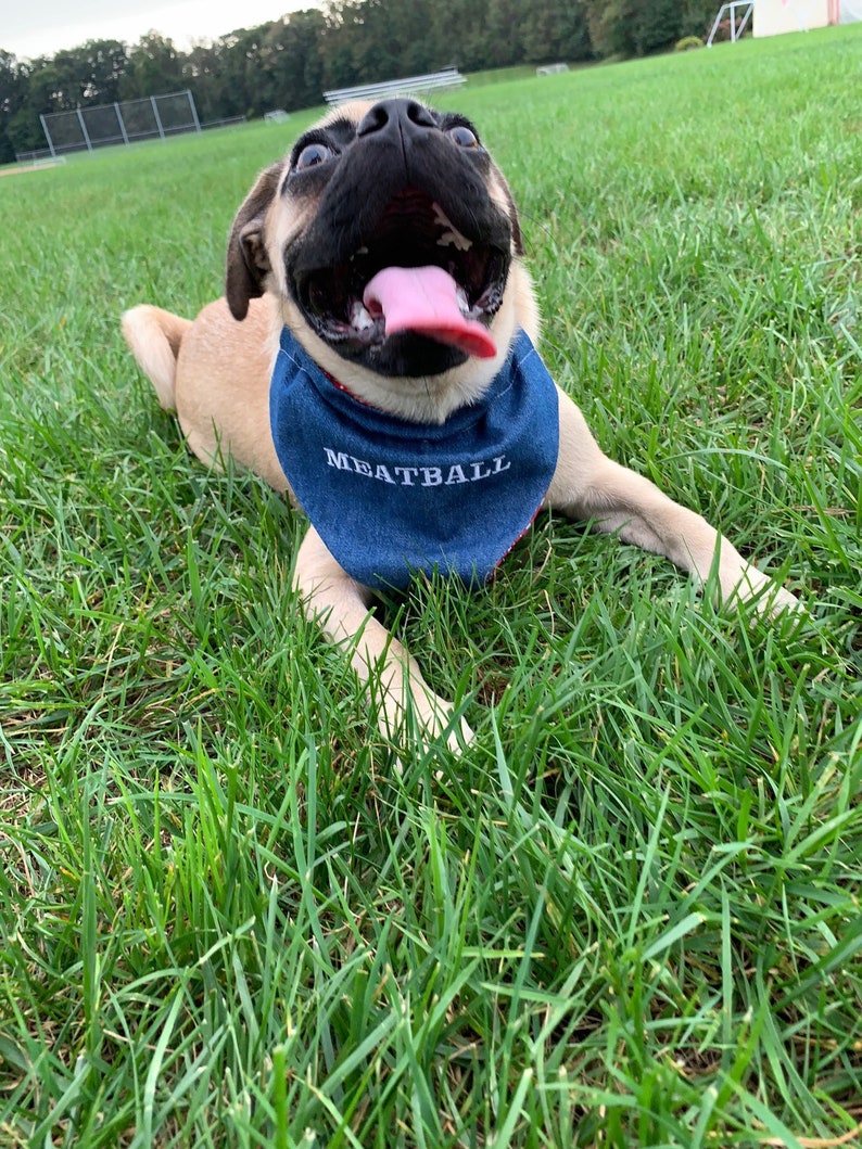 dog collar| cat collar| Personalized Monogrammed Over the collar pet bandana cat bandana dog bandana