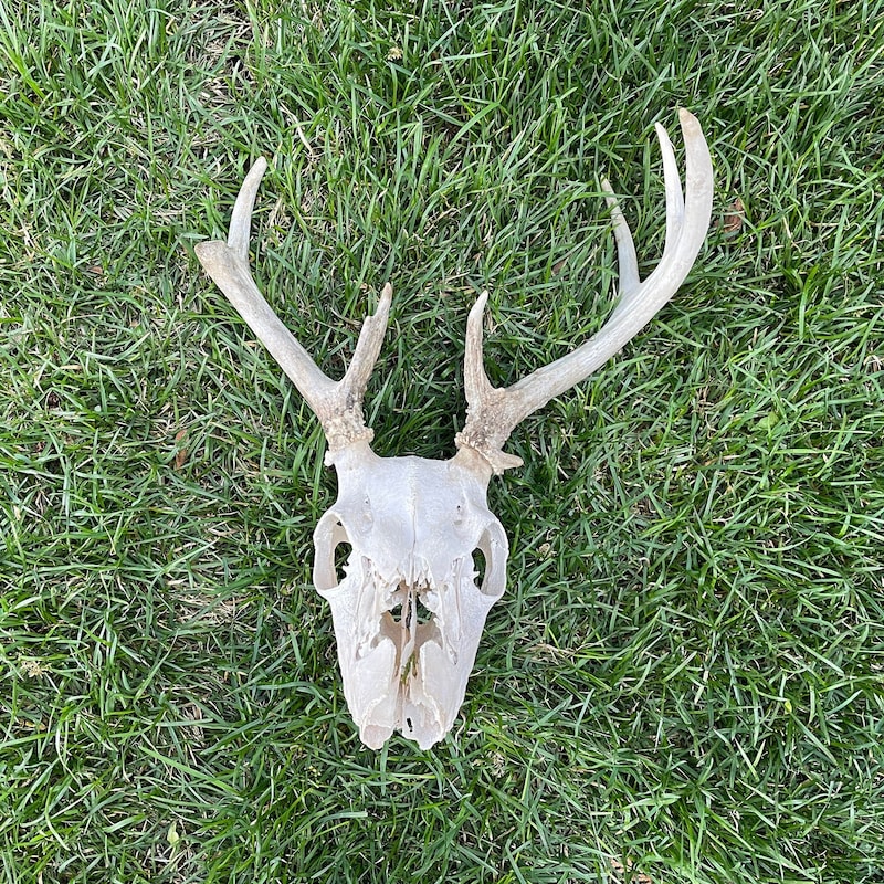 Skull Rreal Real Deer Skull - Etsy
