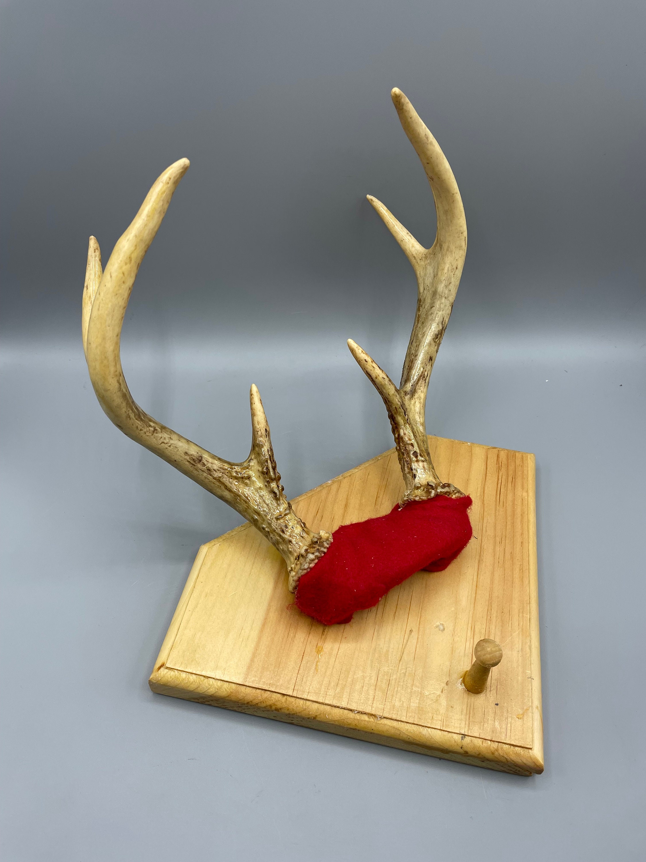 Florida Deer Small Antler Taxidermy with felt back