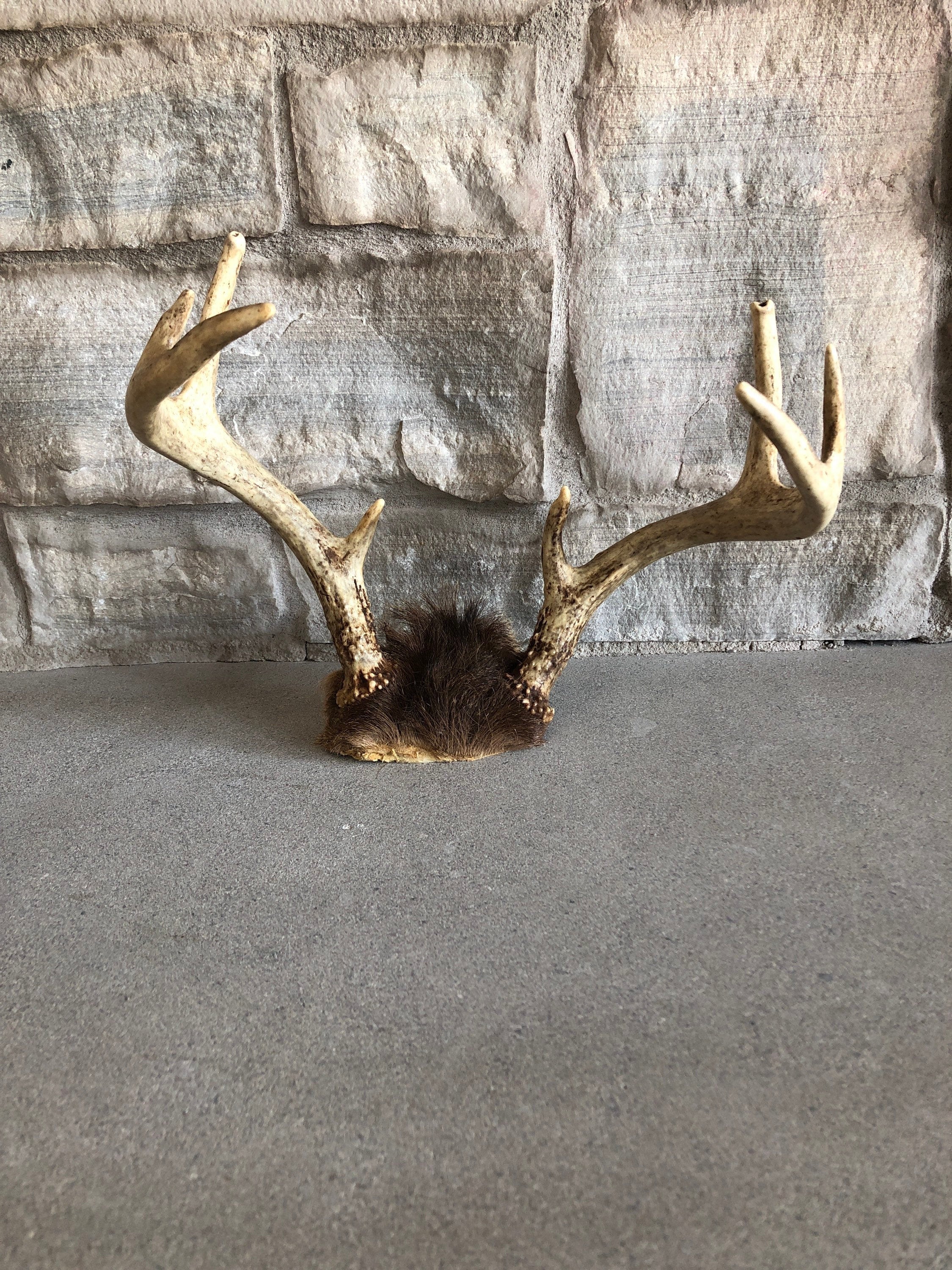 Real Deer Antlers Rustieke Man Cave Decor Herten Hoorn Art Craft