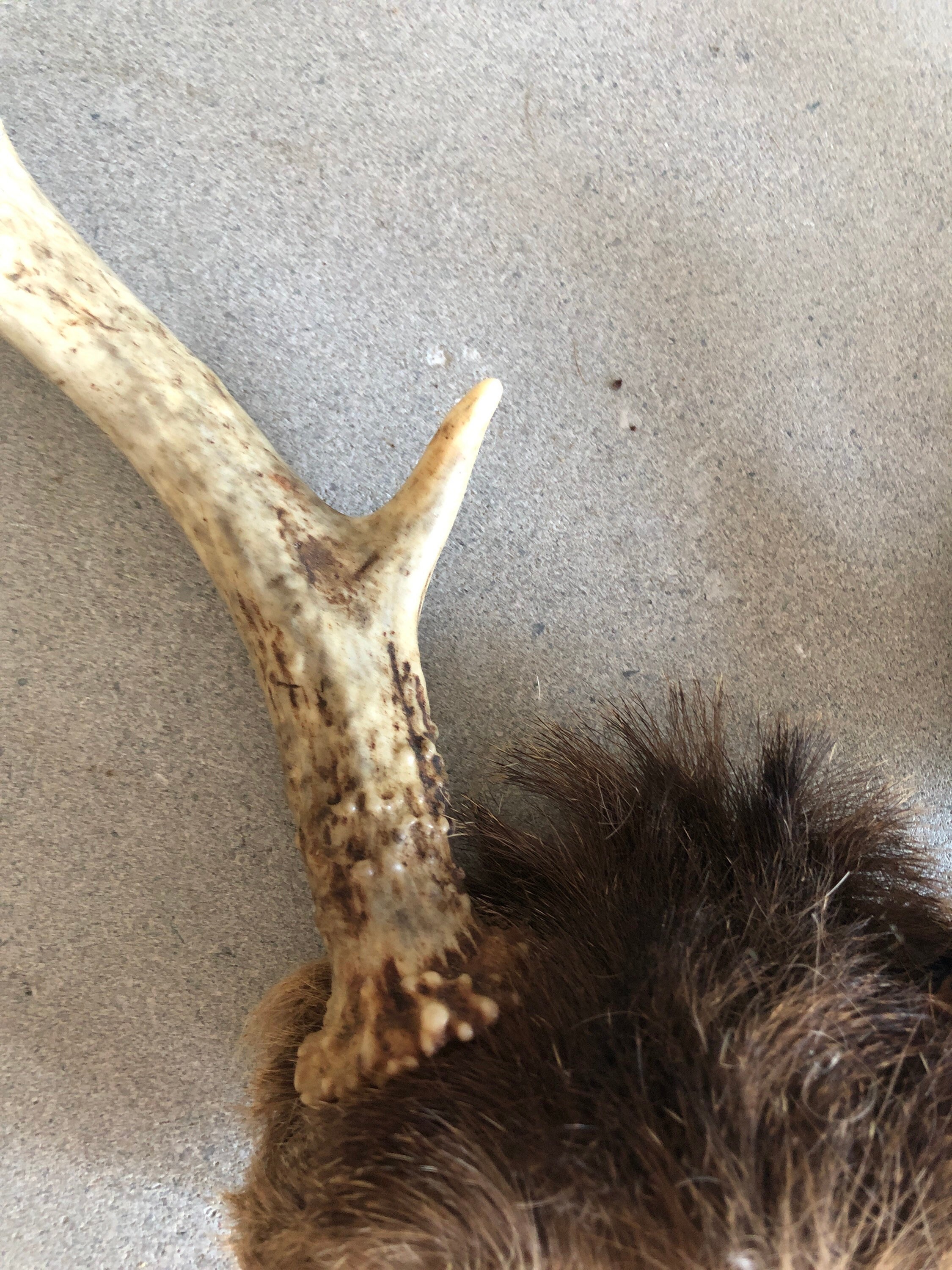 Real Deer Antlers Rustic Man Cave Decor Deer Horn Art Craft Etsy