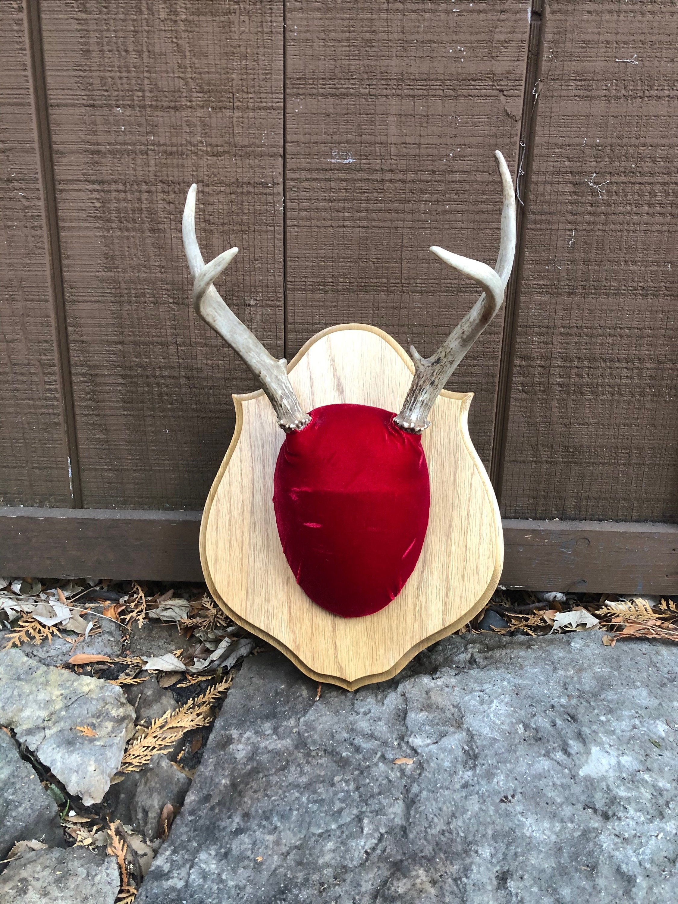 Skull Cap Antler Mount ubicaciondepersonas.cdmx.gob.mx