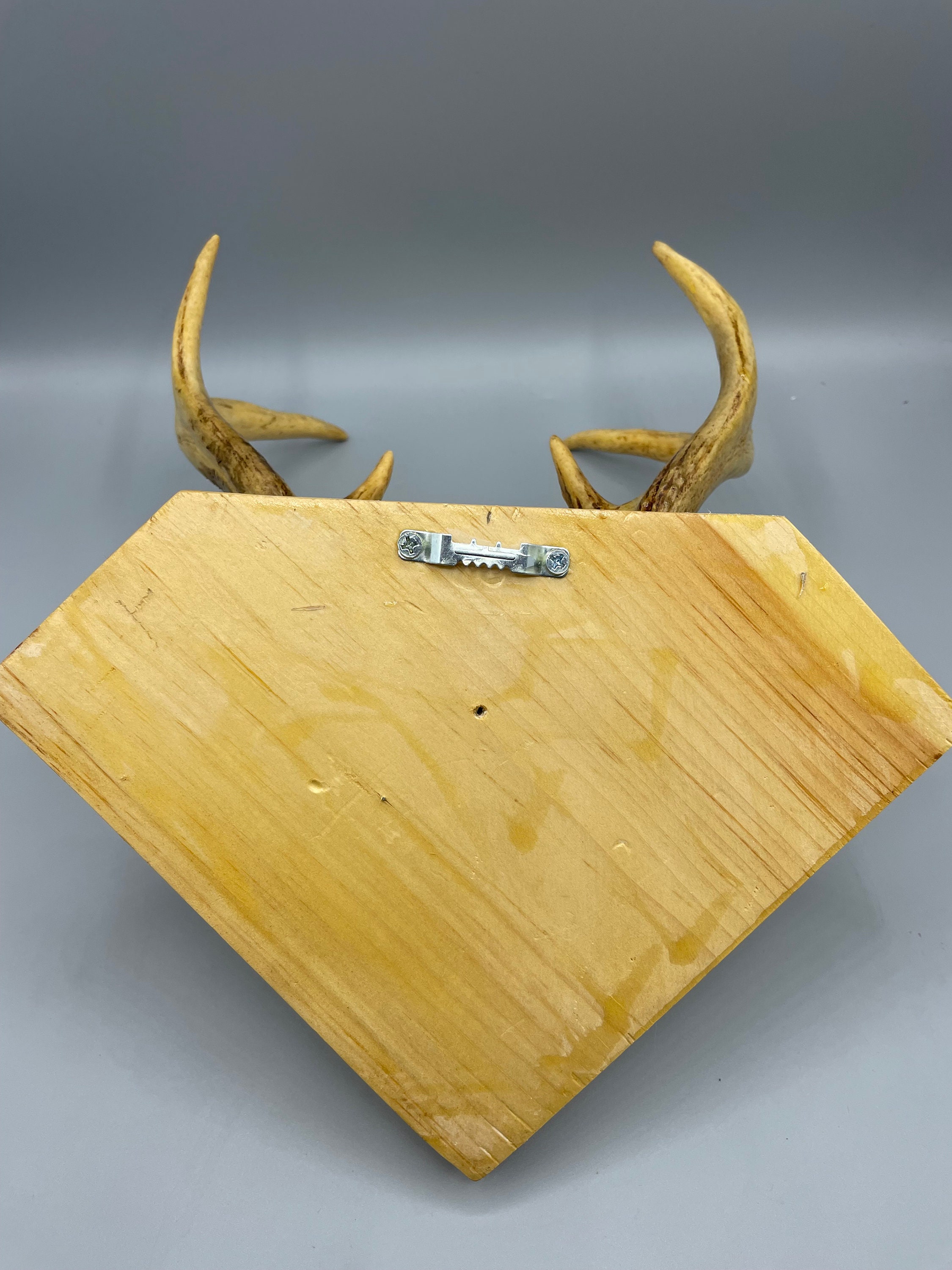 Florida Deer Small Antler Taxidermy with felt back