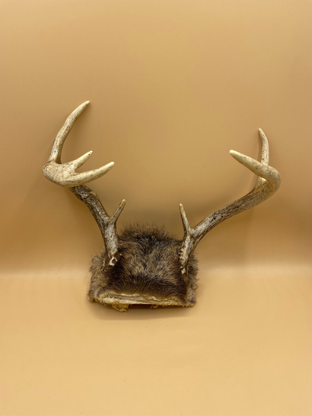 Real Deer Antlers Rustic Man Cave Decor Deer Horn Art Craft Project Antlers Rustic Cabin Decor