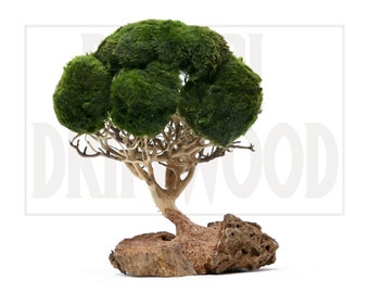 Aquarium moss tree - Bonsai Driftwood - BS - Fish tank moss tree,aquarium bonsai tree - betta fish moss tree - fish bowl moss driftwood tree