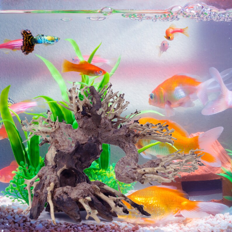 Aquarium Bonsai Driftwood Moss Tree AS Bonsai Moss Tree Etsy