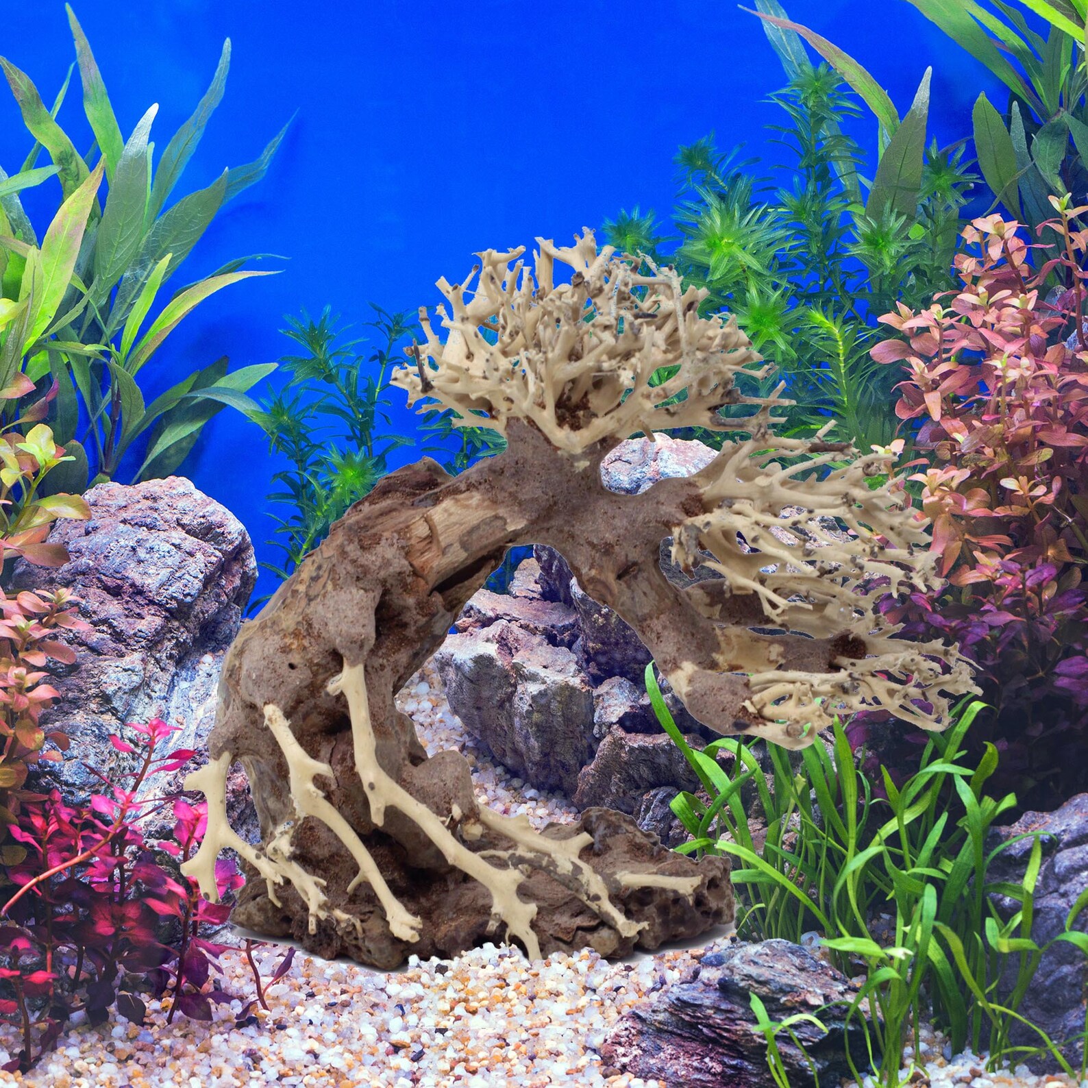 Bonsaï Driftwood Aquarium Arbre AWE 8 pouces de hauteur Etsy France