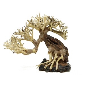 May include: A white bleached driftwood bonsai tree with a dark brown base and roots. The tree is shaped like a traditional bonsai tree with branches and leaves.