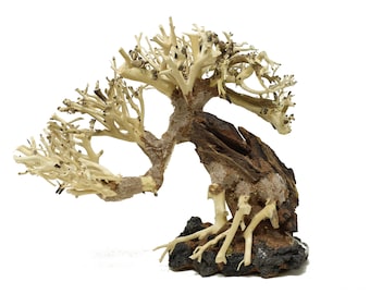 Bonsai Driftwood Aquarium Tree AS Rock Base (6 inch height) Natural, Handcrafted Fish Tank Decoration | FREE SHIPPING