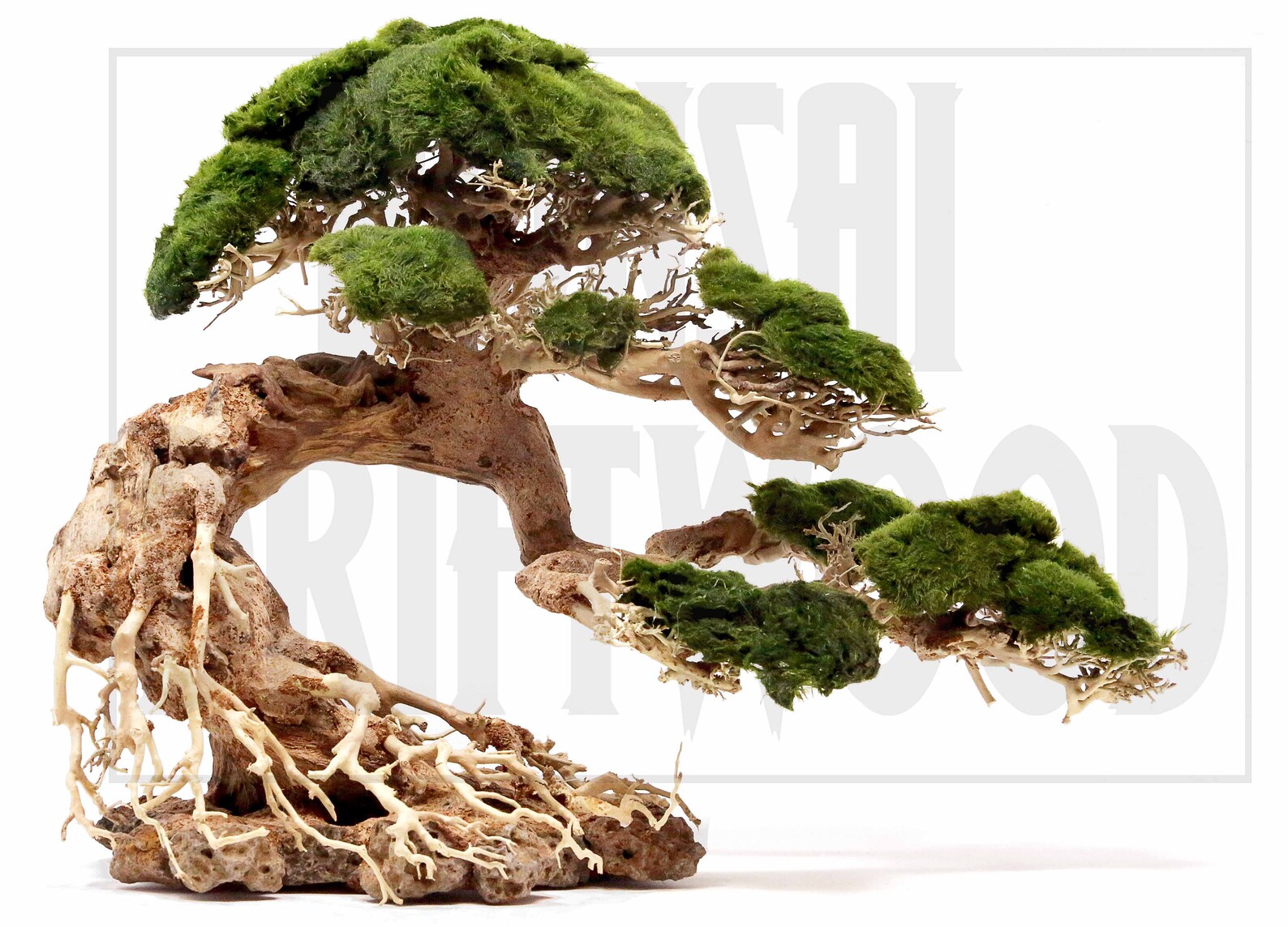 Aquarium Moos Baum Bonsai Treibholz BSD 12 Zoll hoch Etsy