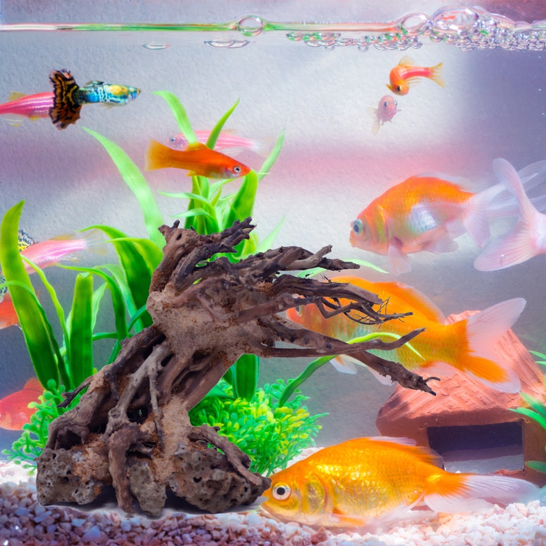 Bonsai Driftwood Aquarium Tree TT1 6 Inch Height Natural Etsy