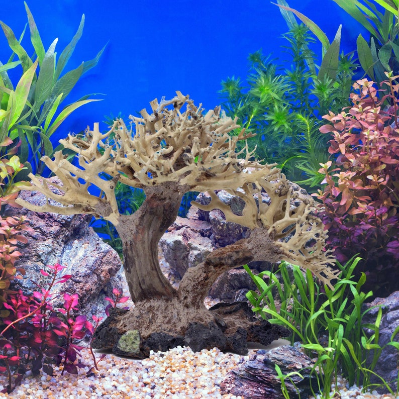 Bonsai Driftwood Aquarium Tree AWC 9 Inch Height Natural Etsy