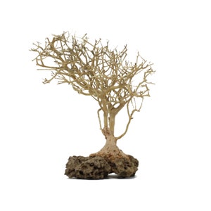 Aquarium driftwood moss tree - Bonsai Driftwood moss- BBS - Aquarium driftwood moss tree - Bonsai tree for fish tank - aquarium jungle tree