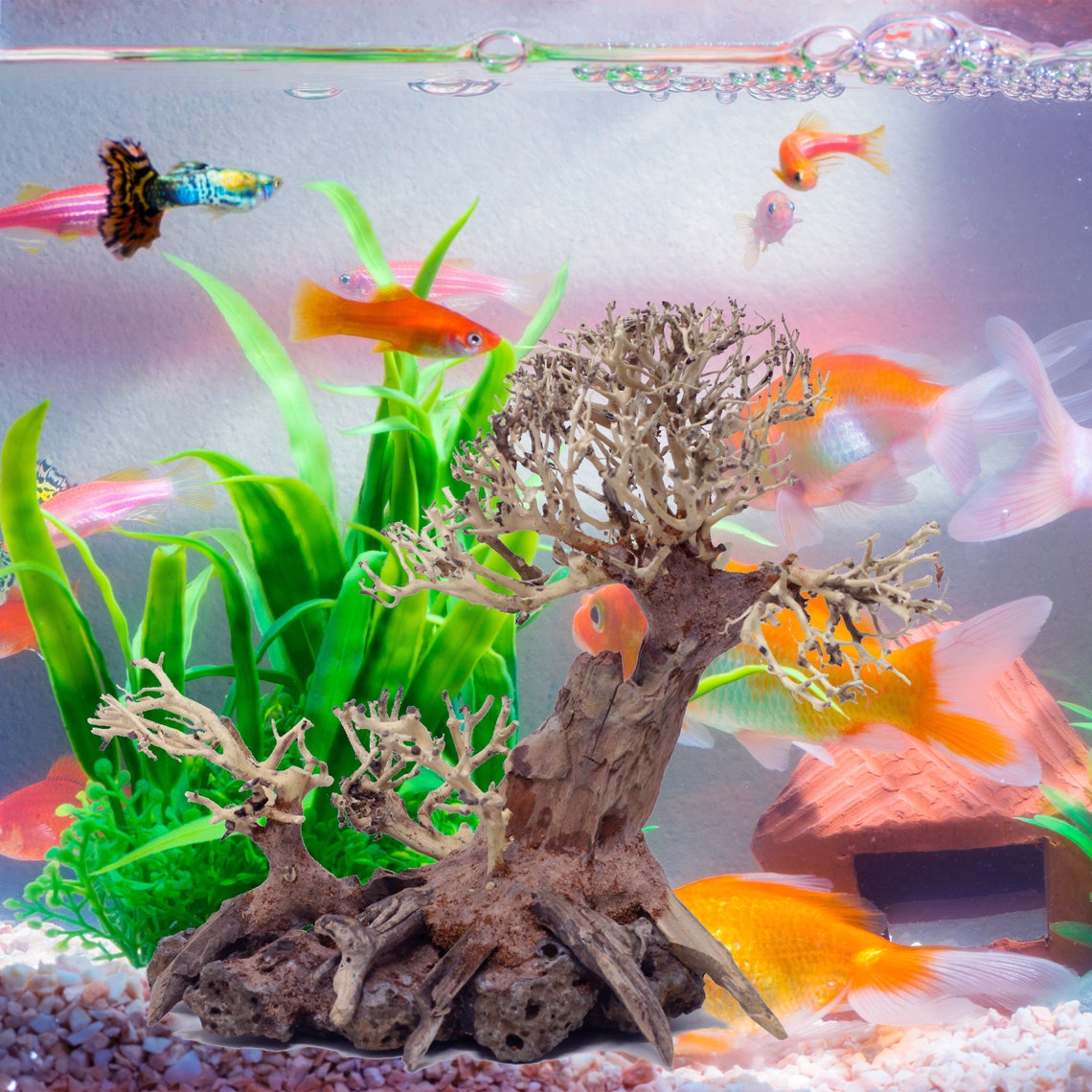Bonsaï Driftwood Aquarium Arbre TN 9 pouces de hauteur Etsy