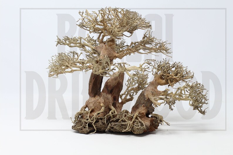 Aquarium Driftwood Moss Tree Underwater moss tree DLS Etsy