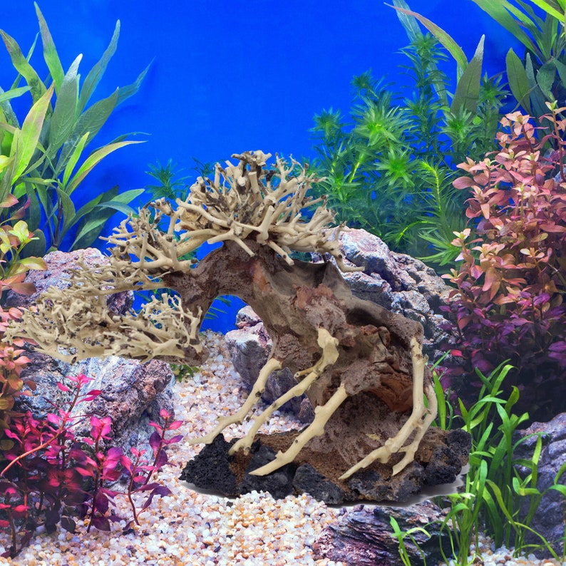 Bonsai Driftwood Aquarium Tree AWB 9 Inch Height Natural Etsy