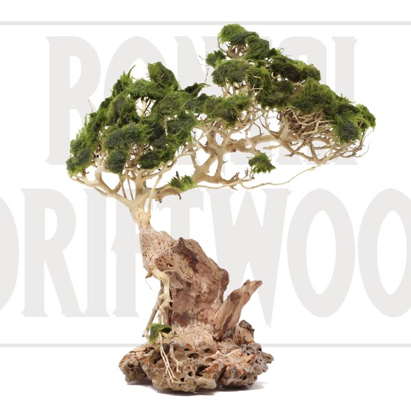 Aquarium moss tree - Bonsai Driftwood - BE - 10 inches tall - FREE Shipping - Free Return - Free Replacement