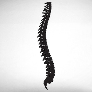 Spine - 0402 - chiropractic office wall graphics - chiropractic wall hangings - Bones - Vertebrae