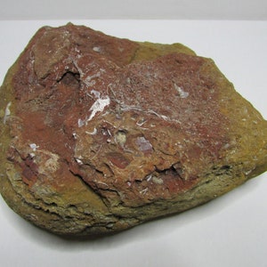 Large Fossil Death Plate, 7.5 lbs & 8&quot;, Large Rough Rock, Michigan Mineral Specimen, Raw Material, Decorator Piece, Fossil Soup