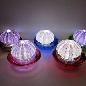 Sea Urchin Lamp, Night Light, Nautical, Beach Lighting, Beach Decor, Ocean Home Decor, Colored Lighting, LED Battery Light - No Cords.