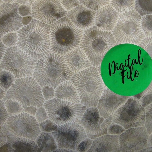 Petoskey Stone Close Up Digital Photo Download, Printable Nature Art, Stone Photo Instant File Download, Nature Decor, Nature Photos, Paper