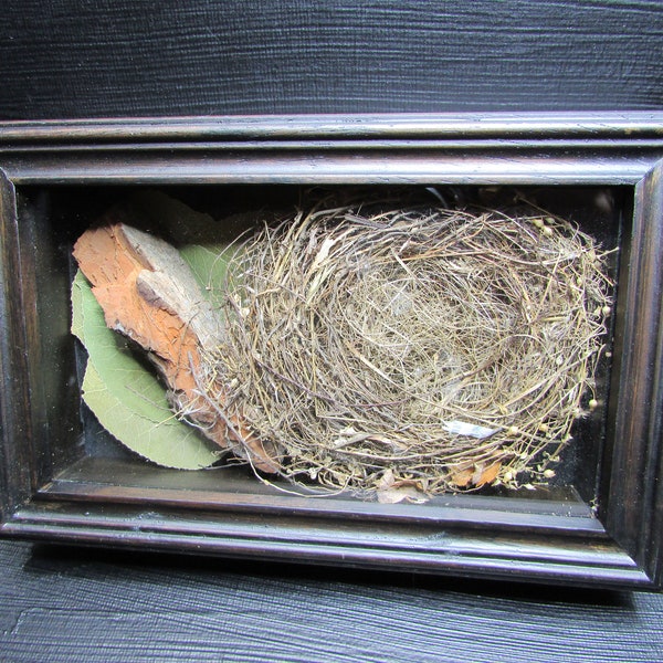 5x7 Nature Shadow Box with Tiny Bird Nest, Pressed Leaves, Tree Bark, Wood Displays, Nature Decor, Home Decor, Forest Decor