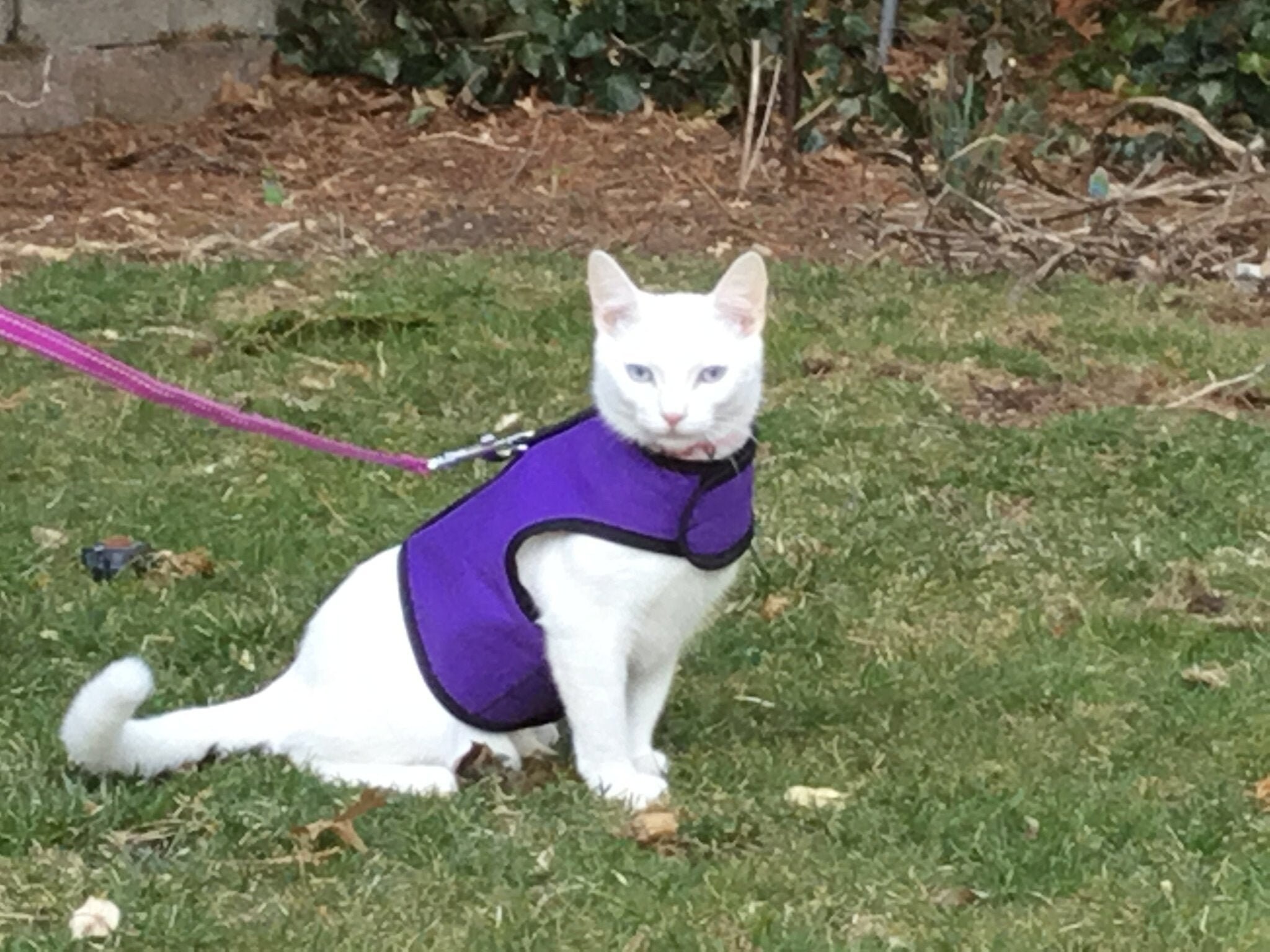 Full body sale cat harness